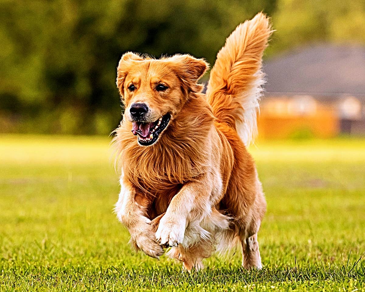 Canine Joint Health: When to Start Glucosamine & Chondroitin
