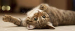 Cat Supplement 1KG ABC Photo 1